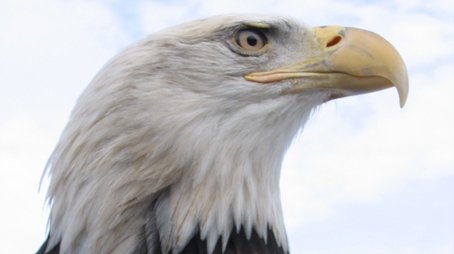 American Eagle (2008) - Episode 3 poster and promotional image