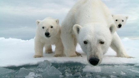 Snow Bears (2018) - Episode 6 poster and promotional image