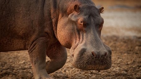 Hippo King (2022) - Episode 11 poster and promotional image
