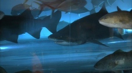 Pool Shark (2010) - Episode 2 poster and promotional image