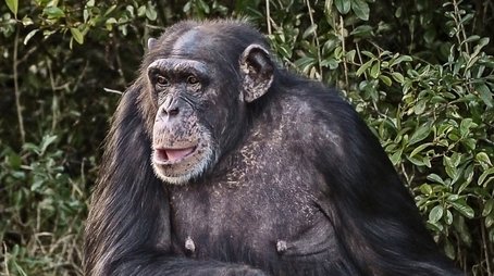 Chimp Negotiations (2017) - Episode 4 poster and promotional image