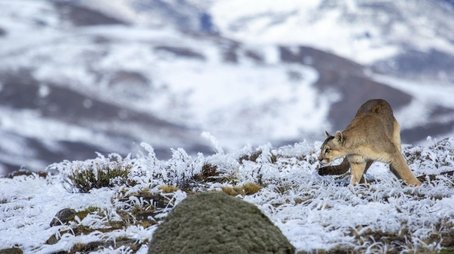 Pumas: Legends of the Ice Mountains (2021) - Episode 9 poster and promotional image