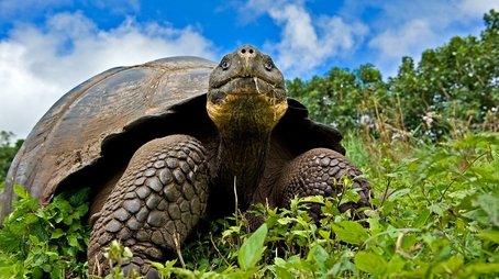 Galapagos: Islands of Change (2015) - Episode 3 poster and promotional image