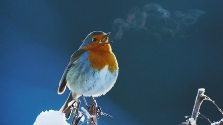 Attenborough's Wonder of Song (2023) - Episode 13 poster and promotional image