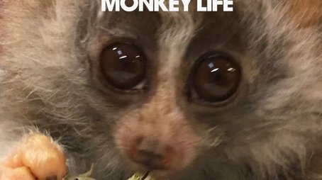 Monkey Life (2007) poster