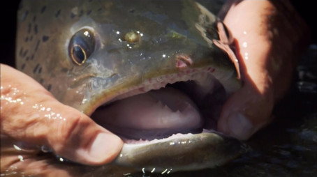 River Monsters Сезон 4