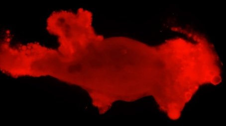 Why Do Microbes Explode Under UV Light? (2021) - Episode 3 poster and promotional image