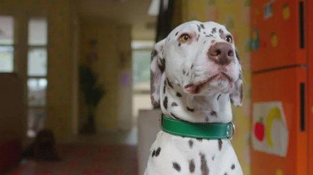 Waffle the Wonder Dog Сезон 1