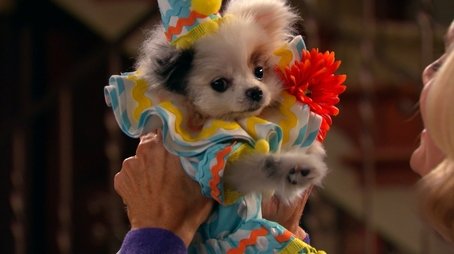 Stan has Puppies (2) (2015) - Episode 16 poster and promotional image
