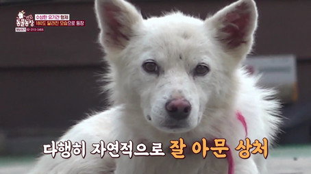 TV 동물농장 Сезон 1