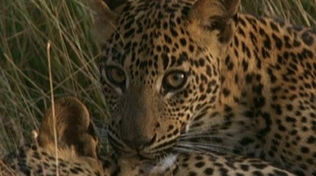 Leopard Hunters (2001) - Episode 7 poster and promotional image
