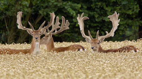 Expeditionen ins Tierreich Sezóna 2