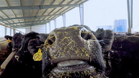 Norfolk / Suffolk (2021) - Episode 23 poster and promotional image