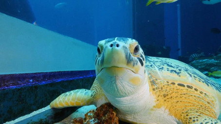 The Aquarium Stagione 1