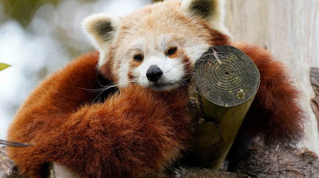 Animal Park Stagione 25