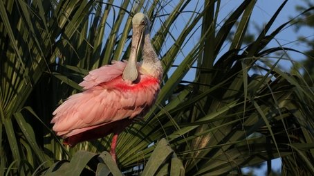 Wild Florida (2020) - Episode 11 poster and promotional image