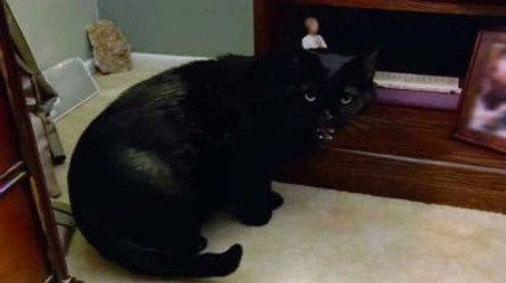My Cat from Hell Сезон 6