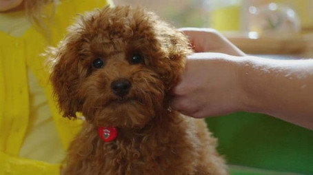 Waffle the Wonder Dog Сезон 1