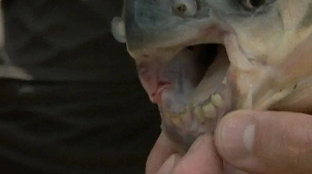 River Monsters Сезон 3