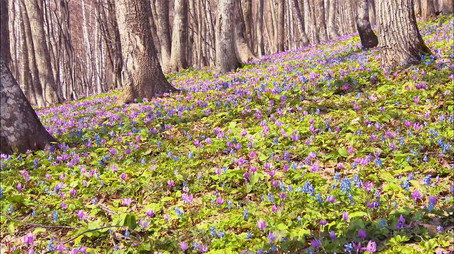 Wild Hokkaido! Сезон 2