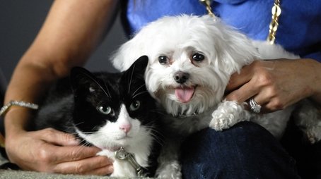Why We Love Cats and Dogs (2009) - Episode 8 poster and promotional image