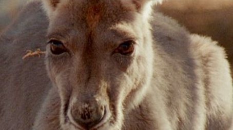 Big Red Roos (2000) - Episode 5 poster and promotional image