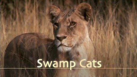 Swamp Cats (2004) - Episode 9 poster and promotional image