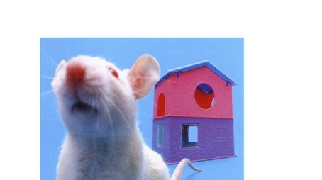 Sitcom (1998) poster