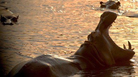 Wild Congo Sezóna 1