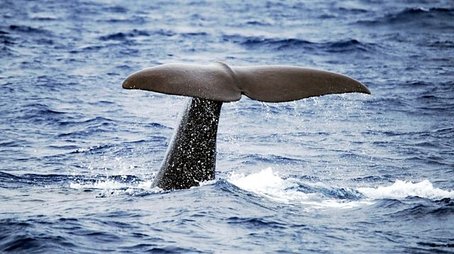 Sperm Whales: Back From the Abyss (1996) - Episode 1 poster and promotional image