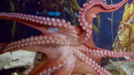 The Aquarium Stagione 1