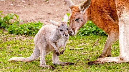 Expédition Pairi Daiza Sezóna 8