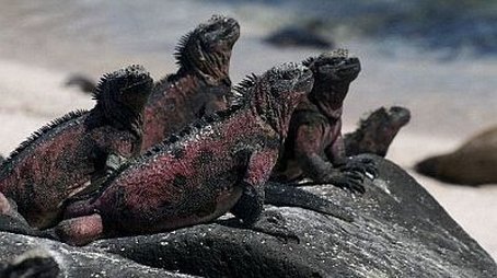The Dragons of Galapagos (1998) - Episode 11 poster and promotional image