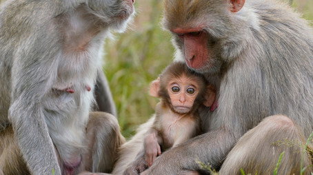 Animal Park Stagione 25