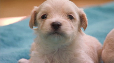 Too Cute 시즌 4