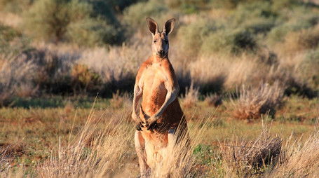 Desert Of The Red Kangaroo (2014) - Episode 166 poster and promotional image