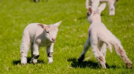 Lambing (2024) - Episode 18 poster and promotional image