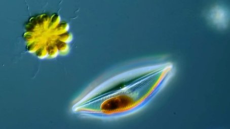 How Diatoms Build Their Beautiful Shells (2021) - Episode 7 poster and promotional image