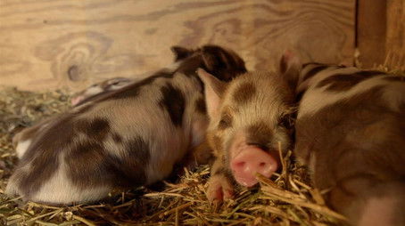 The Little Practice on the Prairie (2020) - Episode 1 poster and promotional image