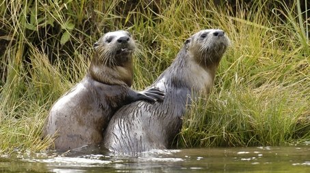 Yellowstone Otters (1998) - Episode 6 poster and promotional image