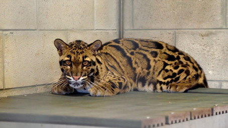 Secrets of the Zoo: Tampa Stagione 4
