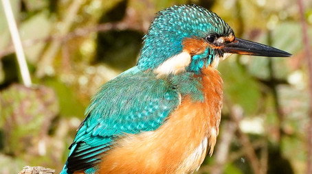 Animal Park Stagione 25