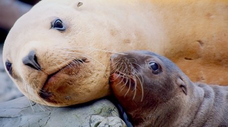 A Baby Sea Lion's Story (2021) - Episode 2 poster and promotional image
