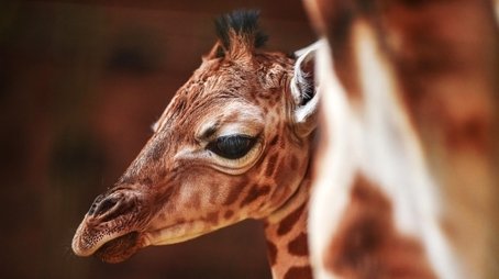Make Way for Baby Giraffe (2018) - Episode 3 poster and promotional image