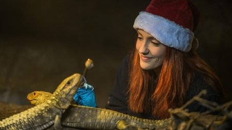 The Secret Life of the Zoo at Christmas 2017 (2017) - Episode 6 poster and promotional image