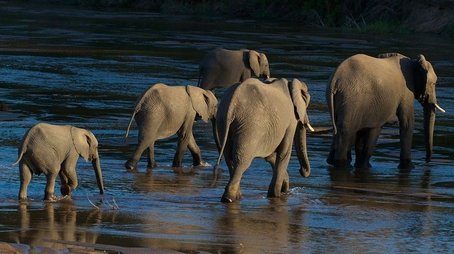 Elephants of the Sand River (1999) - Episode 3 poster and promotional image