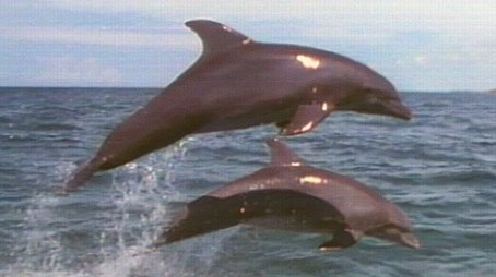 Dolphins: Close Encounters (1992) - Episode 20 poster and promotional image
