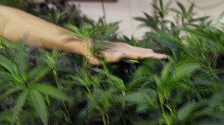 Marijuana Store - High Profits Stagione 1