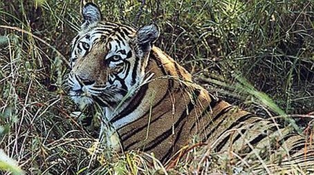 Tigers of the Emerald Forest (2003) - Episode 4 poster and promotional image
