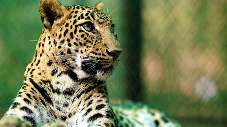 Leopards: 21st Century Cats (2013) - Episode 1 poster and promotional image